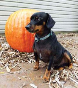 Dog Tales: Heartwarming Dog Stories Image